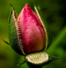 blattlaeuse auf rosen entfernen wieder schaedlingfreie rosen