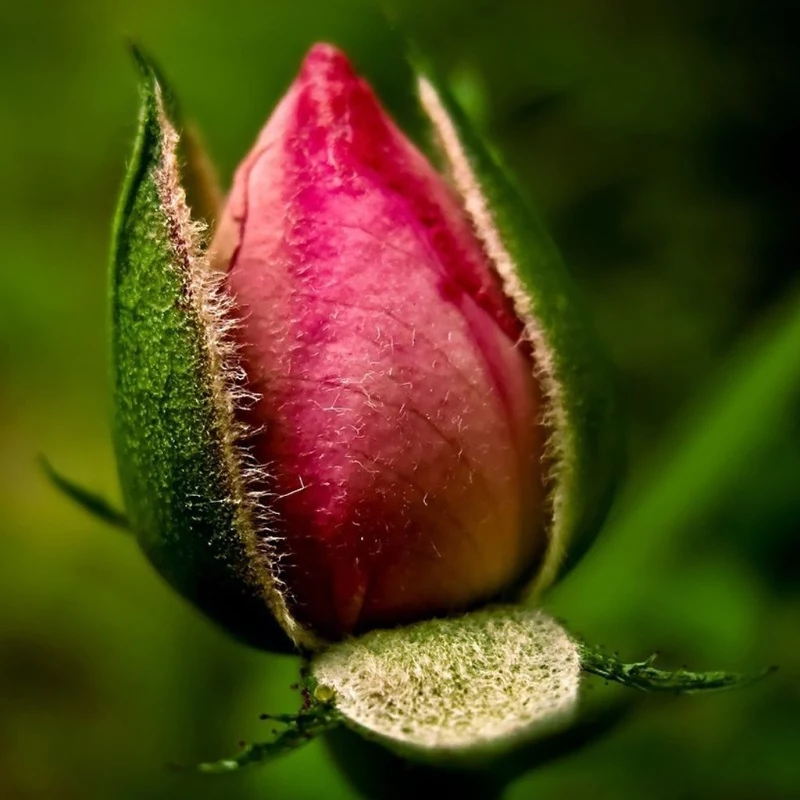 blattlaeuse auf rosen entfernen wieder schaedlingfreie rosen