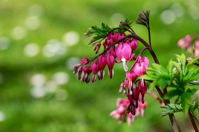 blumen fuer den nordbalkon trennendes herz mit rosa blueten