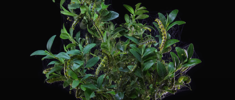 buchsbaumzuensler bekaempfen hier sind die besten gaertner tipps