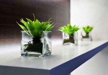 buero feng shui pflanzen wohlstand