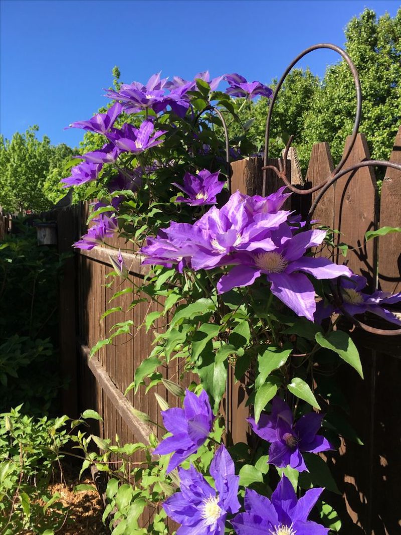 clematis in lilafarbe pflegetipps blume clematis