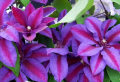 Prachtvolle Blüte: Wie pflegen Sie Clematis richtig? Wertvolle Tipps zu einem Sommerparadies im Garten