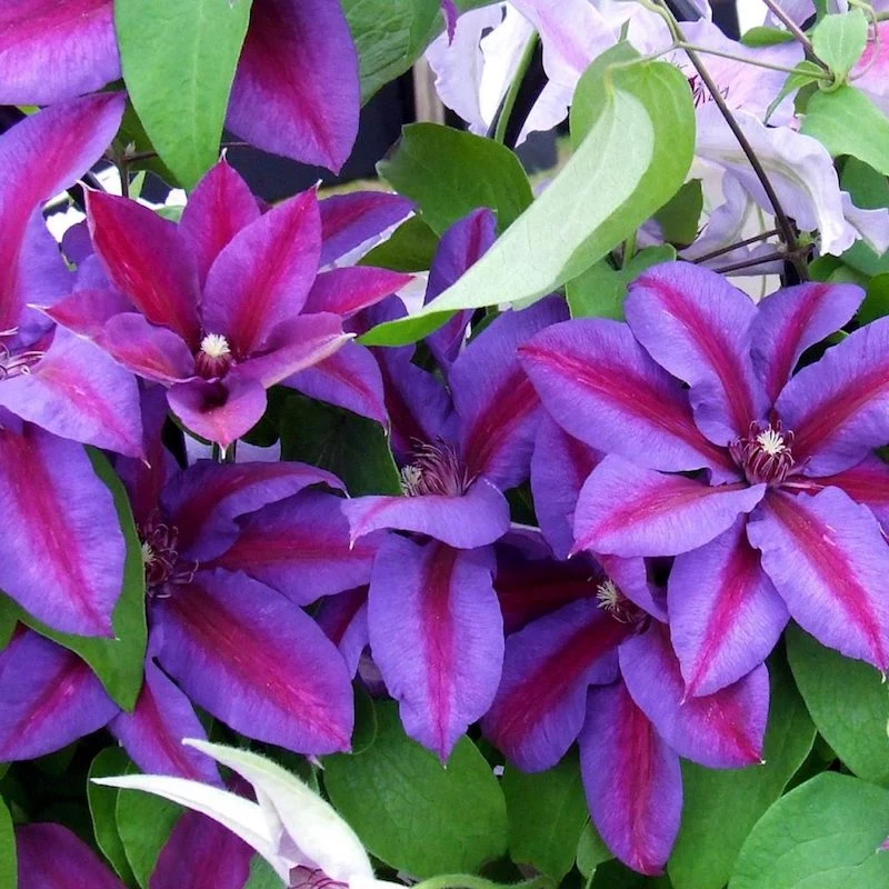 clematis wie schnell waechts sie wachstum foerdern