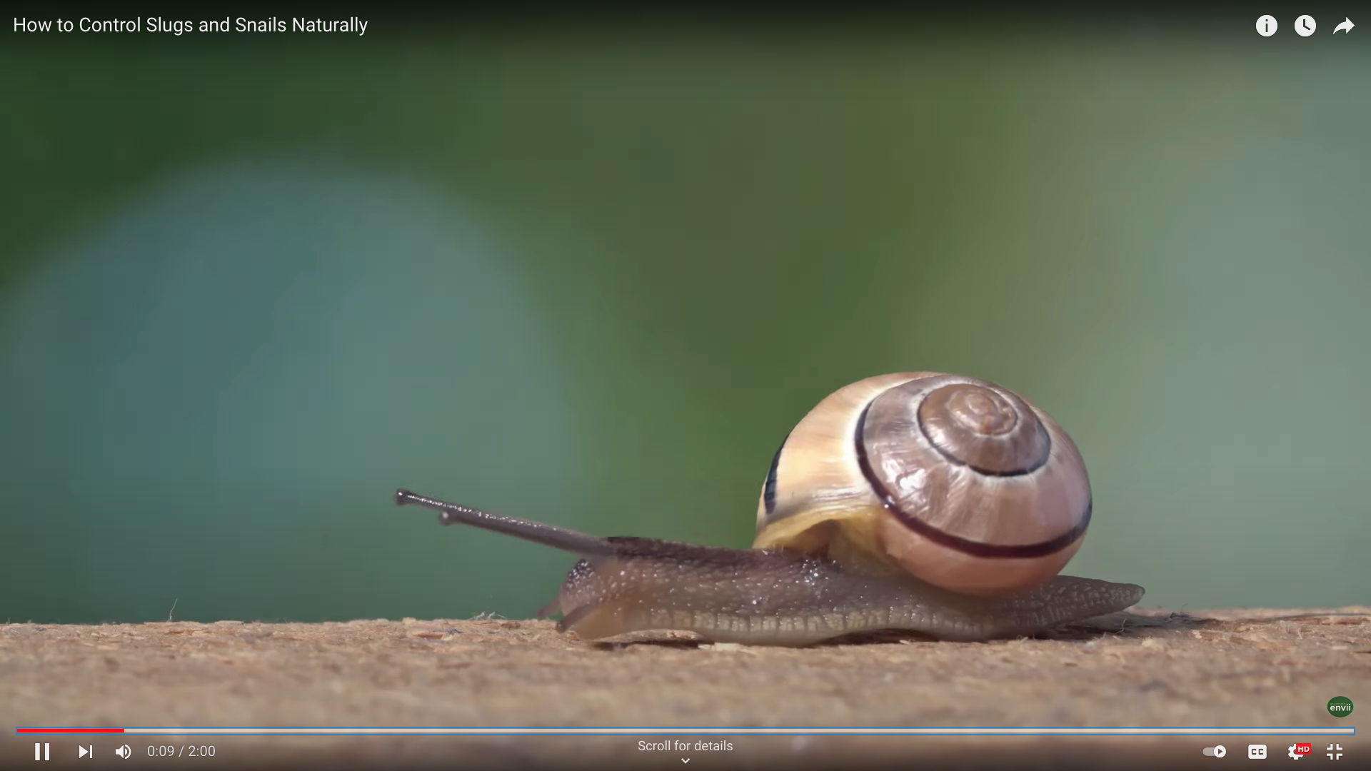 das hilft um schnecken im garten loszuwerden