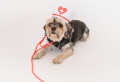Hausapotheke für Hunde: Diese 5 Dinge dürfen bei einer Erstversorgung nicht fehlen