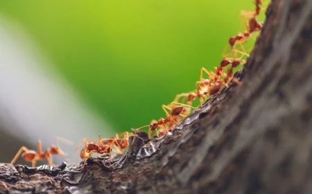 garten vor ameisen schuetzen nuetliche experttipps ameisenkolonie baum