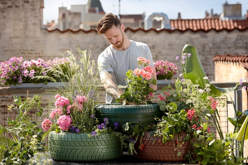 gartenbau im sommer sommerstauden und pflanzen pflegen