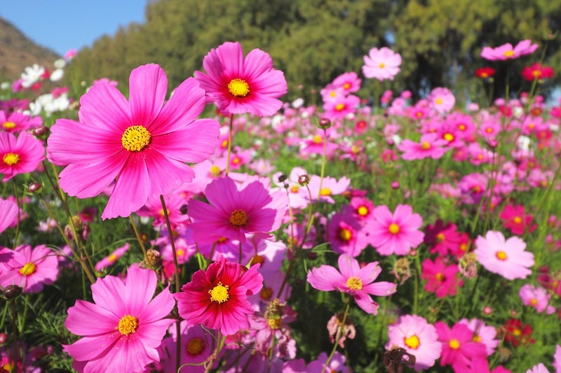 gartenweg ideen schoene blume und pflanzen in einem garten