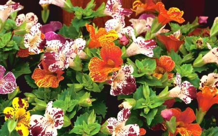 gefleckte mehrfarbige gauklerblume pflege und anzucht affenblume