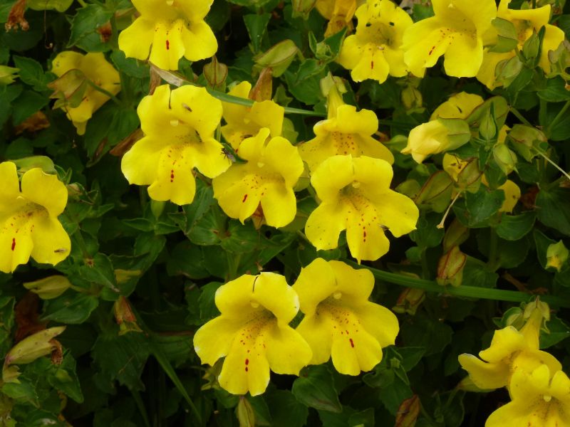 gelbe affenblumen mimulus gauklerblume pflege und anzucht im garten