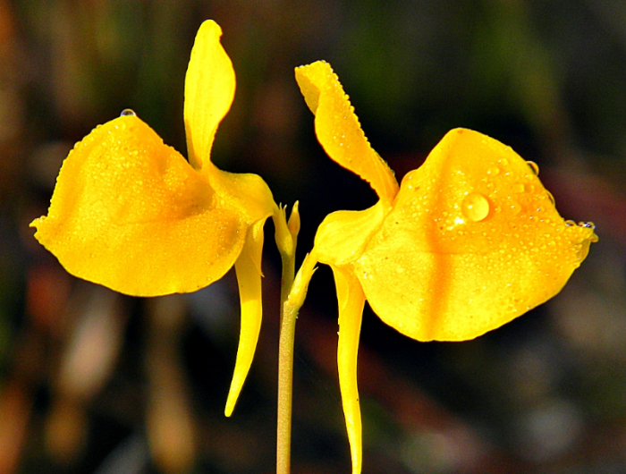 gibt es pflanzen die sich bewegen horned bladderwort utricularia cornuta