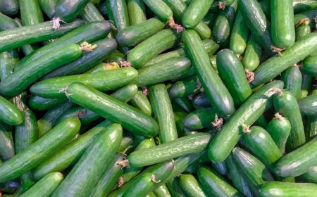gurken pflanzen hoehe abstand im garten hochbeet