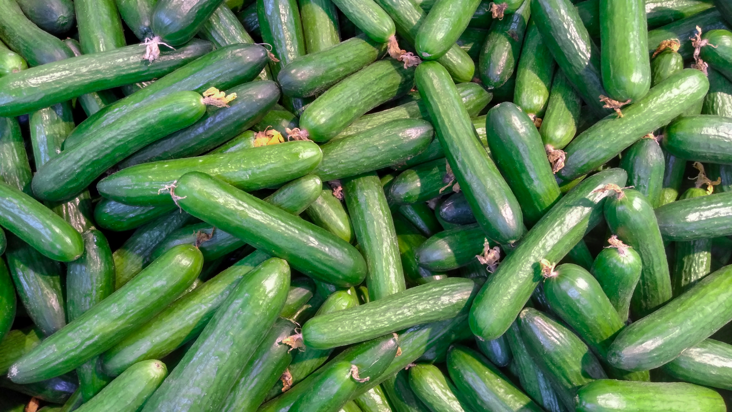 gurken pflanzen hoehe abstand im garten hochbeet