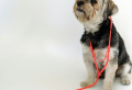 Hausapotheke für Hunde: Diese 5 Dinge dürfen bei einer Erstversorgung nicht fehlen