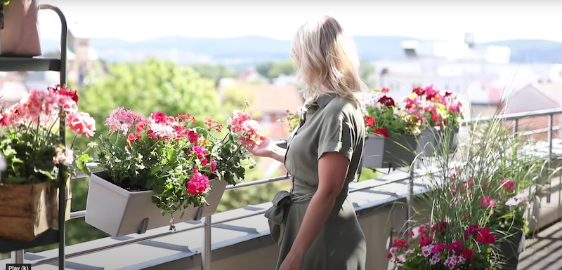 haengepflanzen fuer den balkon was ist modern jetzt