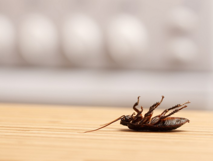 dead cockroaches in an apartment kitchen