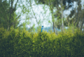 Wie Sie eine immergrüne Hecke mit Thuja machen können: Der Lebensbaum als Sichtschutz