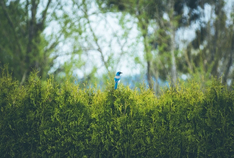 heckepflanze thuja guter zaun fuer das haus