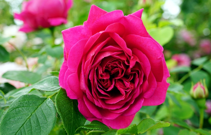 ist kaffeesatz als duenger fuer rosen geeignet rosa rose rosenstrauch
