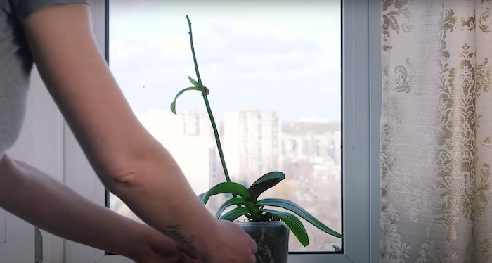 kann man orchideen durch stecklinge vermehren