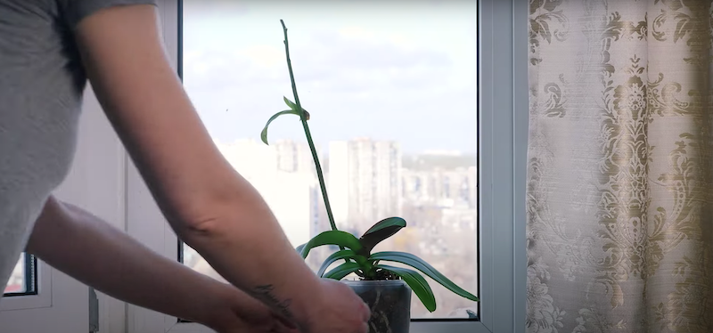 kann man orchideen durch stecklinge vermehren