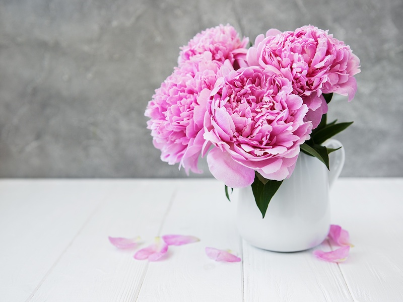 kann man pfingstrosen im maerz pflanzen was brauchen pfingstrosen fuer erde weisse vase mit rosa pfingstrosen