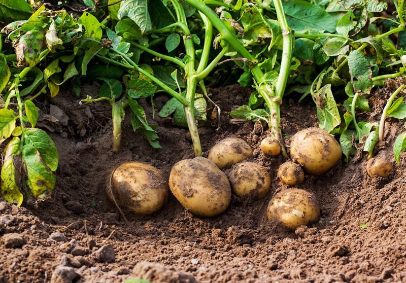 keimende kartoffeln kartoffeln pflanze im garten mit laub