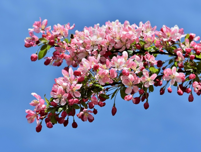 kirschbaumschuetzen vor ameisen zweig mit rosa blueten