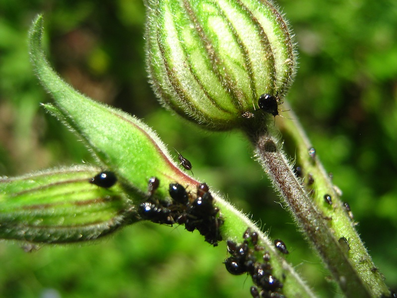 free image/jpeg resolution: 3072x2304, file size: 1.67mb, picture of aphids on a plant