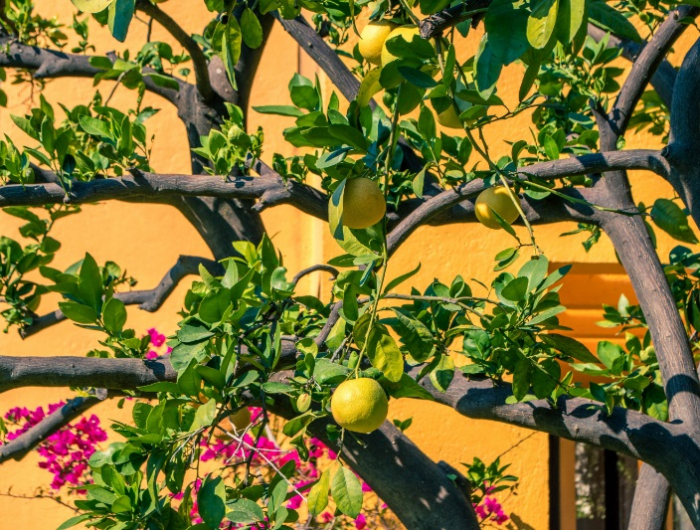 mediterrane pflanzen zitronenbaum ueberwintern und pflegen