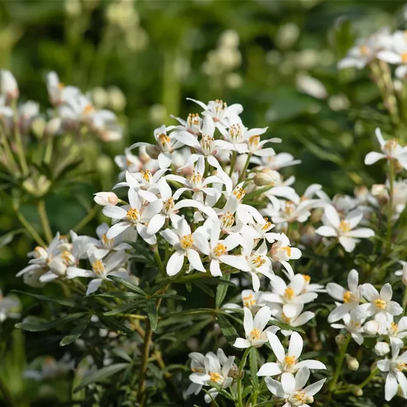 mexikanische orangenblume vermehren welche erde braucht choisya weisse blüte mexikansiche orangenblume