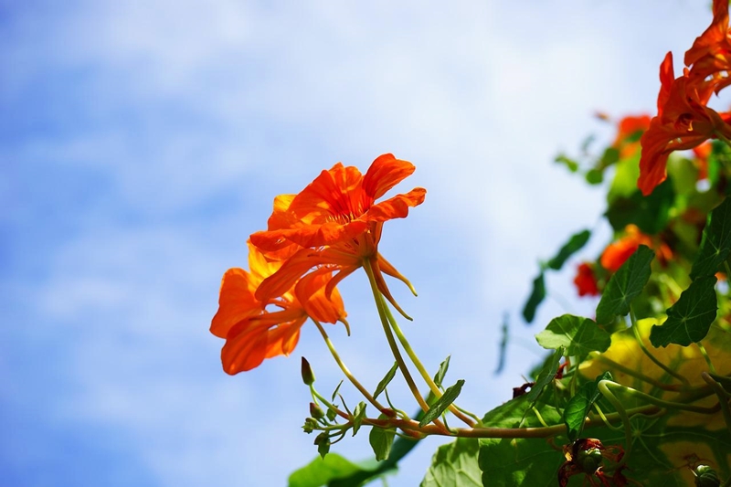 mittel gegen muecken im garten kapuzinerkresse pflanzen die muecken vertreiben