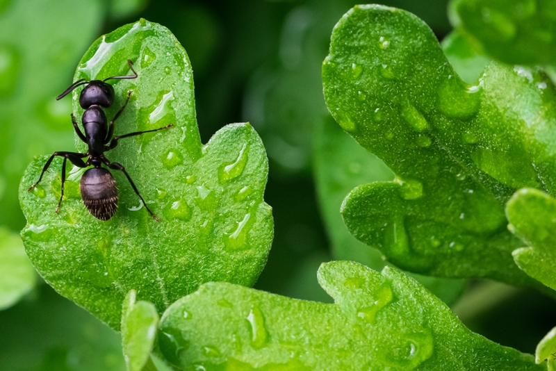 obstbäume gegen ameisen schützen schwarze ameise am blatt