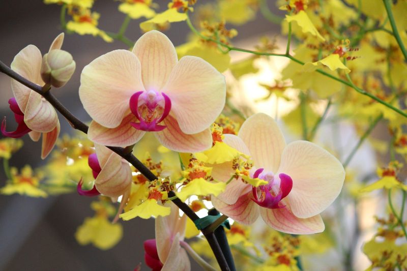 orchidee feng shui pflanzen in wohnung schlafzimmer partnerschaft liebe harmonie