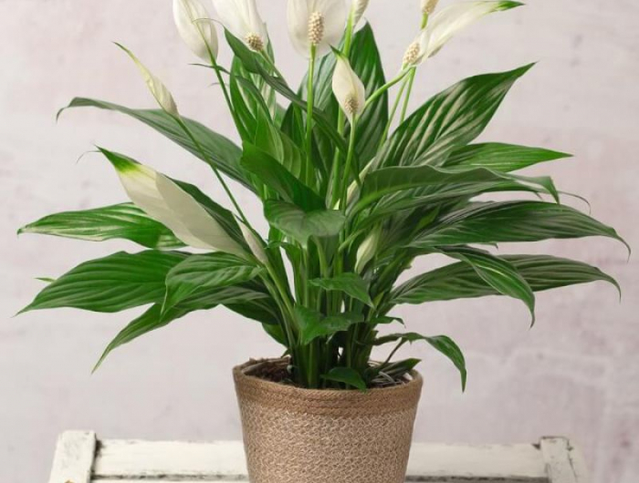 peace lily einblatt feng shui fürs schalfrimmer pflanze harmonie