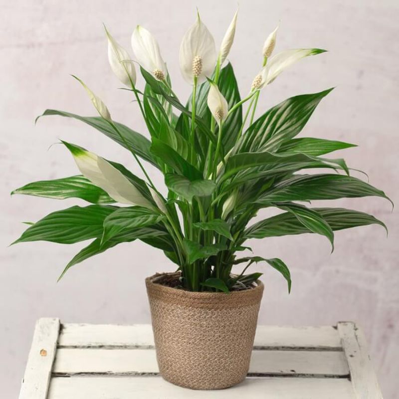 peace lily einblatt feng shui fürs schalfrimmer pflanze harmonie