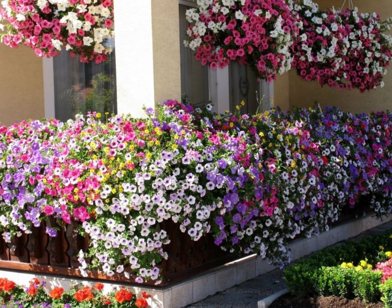 petunien auf dem balkon bunt pflegen kaufen