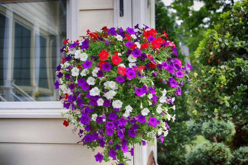 petunien pflegen und sorten kaufen samen balkon