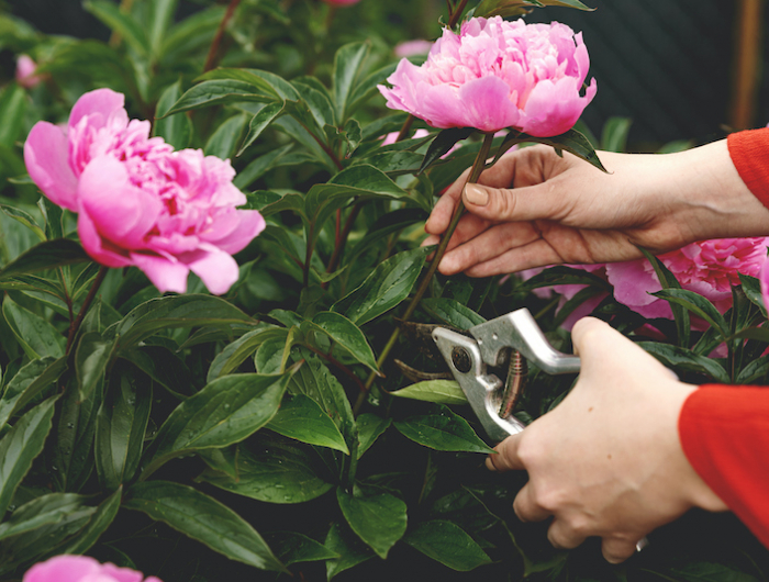woman hands holding floral scissors and cutting fresh pink peony flowers in garden for bouquet. flower picking
