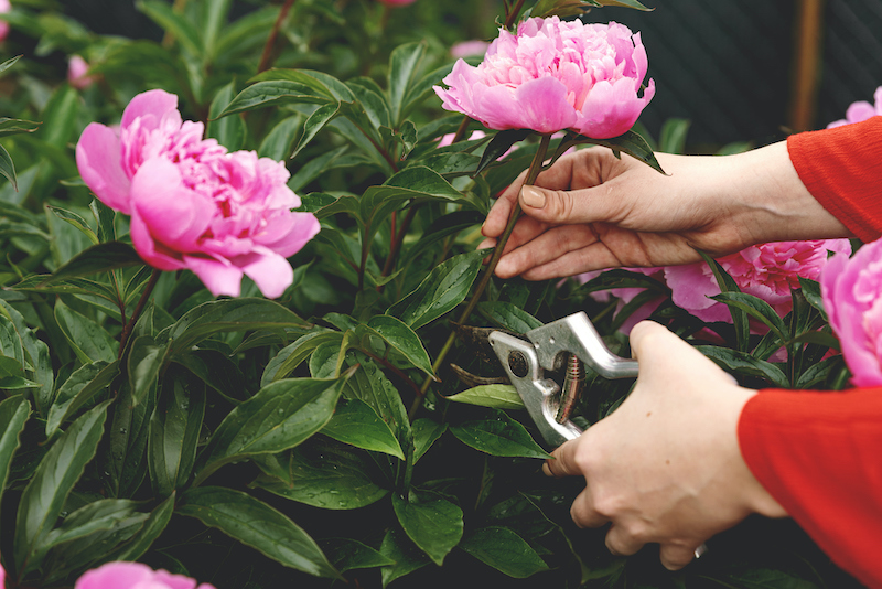 woman hands holding floral scissors and cutting fresh pink peony flowers in garden for bouquet. flower picking