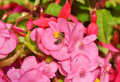 Welche sind die besten Blumen für den Nordbalkon, die sehr wenig Pflege brauchen?