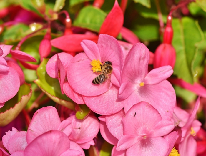 pflanzen fuer balkon mit nordausrichtung rosa begonien bienenfreundliche blumen