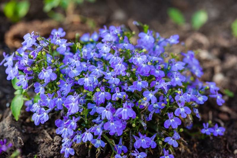 pflanzen für balkonkasten blaue blumen strauch balkonblumen