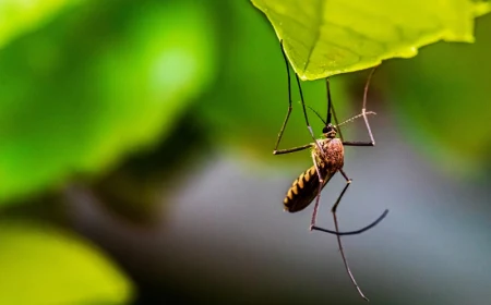 pflanzen gegen muecken die insekten auf eine natuerliche weise vertreiben