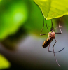 pflanzen gegen muecken die insekten auf eine natuerliche weise vertreiben