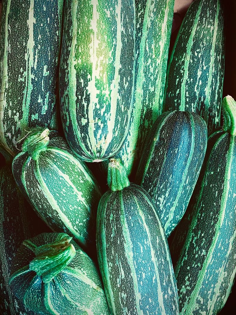 pflanzzeit zucchini beet ins freiland standort ab wann ins freie