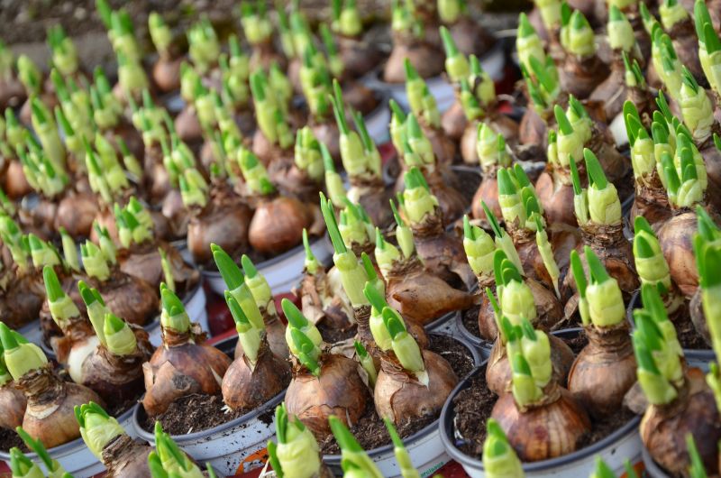 plant food produce vegetable crop flora children spring flowers spring awakening flowering plant zwiebelpflanze flower bulbs land plant 746443