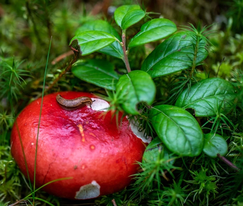 rettiche befallen von einer schnecke im garten was fressen schnecken