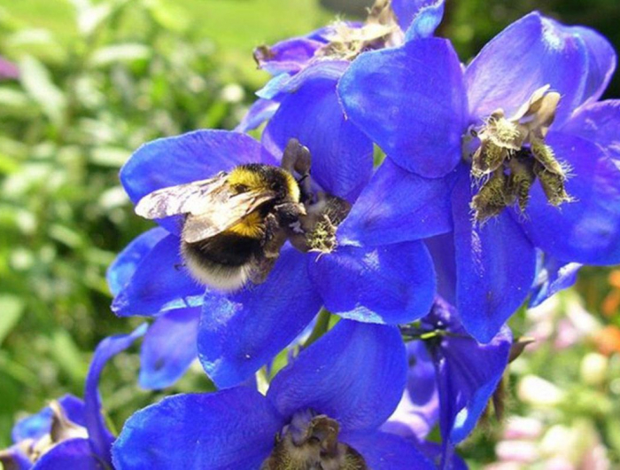 rittersporn bienenpflanze blau und schoen grossaufnahme (1)